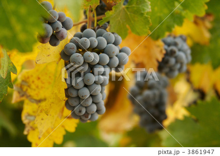 Grapes & Vines 3861947