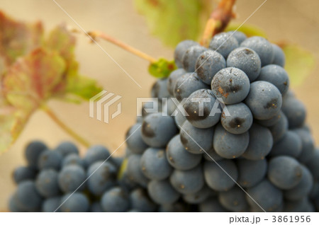 Grapes & Vines 3861956