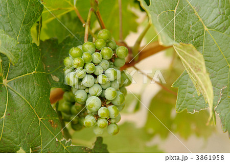Grapes & Vines Grapes & Vines 3861958