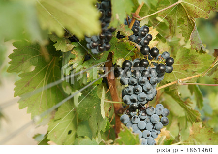 Grapes & Vines 3861960