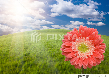 Pink Gerber Daisy Over Grass Field and Sky Pink Gerber Daisy Over Grass Field and Sky 3862284