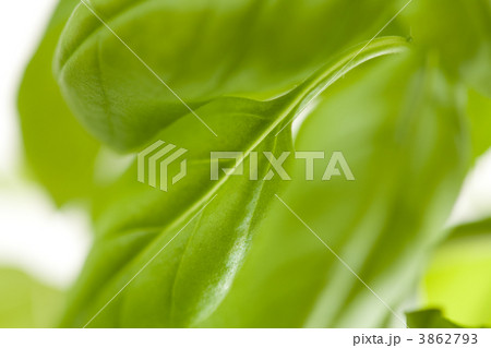 Fresh Basil Plant Leaves Abstract Fresh Basil Plant Leaves Abstract 3862793
