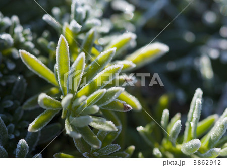 Morning Frost Crystals on Iceplant Morning Frost Crystals on Iceplant 3862942