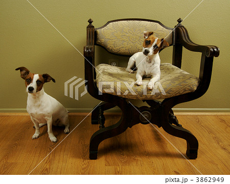 "I call the chair!" 3862949