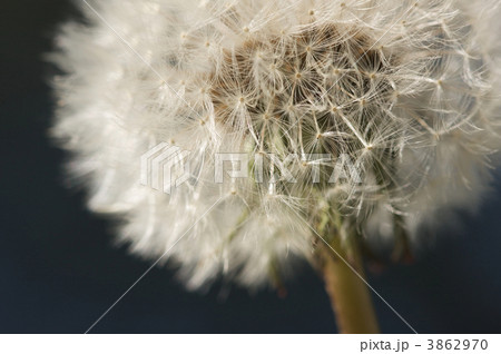 Macro Dandelion Blossom Macro Dandelion Blossom 3862970