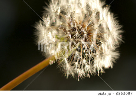 Dandelion Macro Shot 3863097