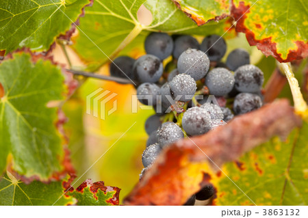 Lush, Ripe Wine Grapes with Mist Drops on the Vine 3863132