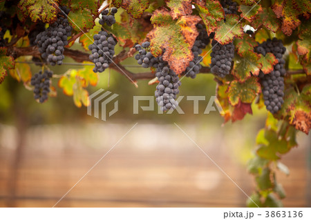 Lush, Ripe Wine Grapes on the Vine 3863136