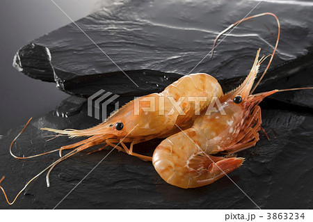 ボタンエビ ボタンエビ 3863234