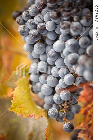 Lush, Ripe Wine Grapes with Mist Drops on the Vine Lush, Ripe Wine Grapes with Mist Drops on the Vine 3863255