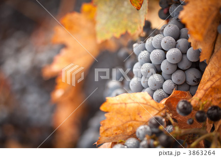 Lush, Ripe Wine Grapes with Mist Drops on the Vine Lush, Ripe Wine Grapes with Mist Drops on the Vine 3863264
