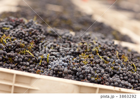 Harvested Red Wine Grapes in Crates 3863292