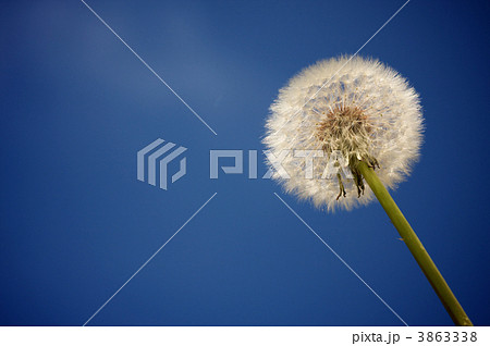Dandelion Against Deep Blue Sky 3863338