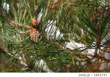 Snowy Branch with Pine Cones Snowy Branch with Pine Cones 3863747