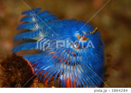 イバラカンザシ 3864284