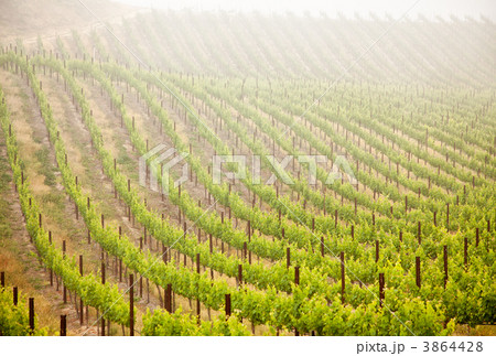 Beautiful Lush Grape Vineyard in The Morning Sun and Mist 3864428