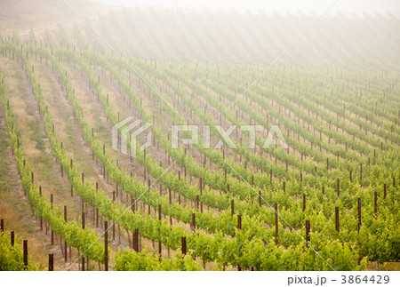 Beautiful Lush Grape Vineyard in The Morning Sun and Mist 3864429