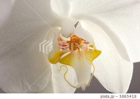 Macro Orchid Flower Blossom Macro Orchid Flower Blossom 3865418