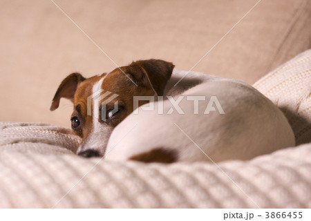 Jack Russell Terrier Portrait 3866455