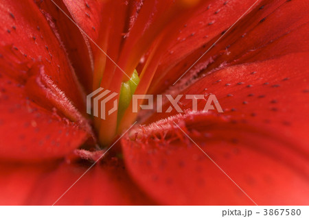 Beautiful Asiatic Lily Bloom Beautiful Asiatic Lily Bloom 3867580
