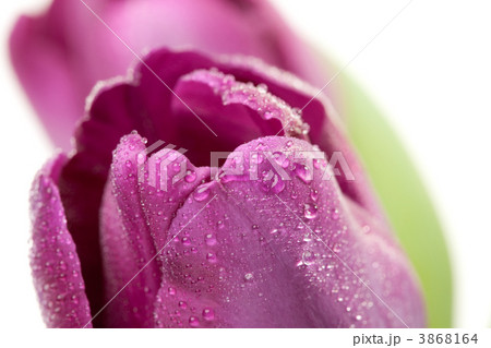 Macro of Purple Tulips with Water Drops 3868164