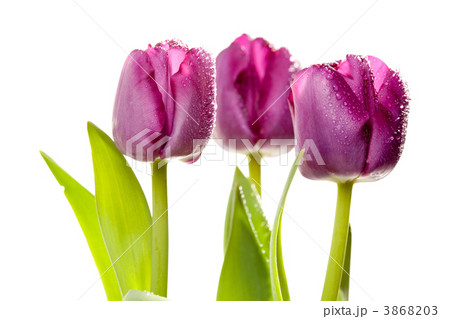 Set of Purple Tulips Set of Purple Tulips 3868203