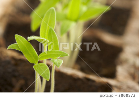 Sprouting Plants34 3868572