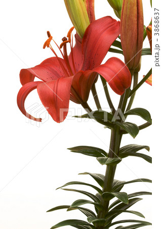 Beautiful Asiatic Lily Bloomの写真素材 [3868637] - PIXTA