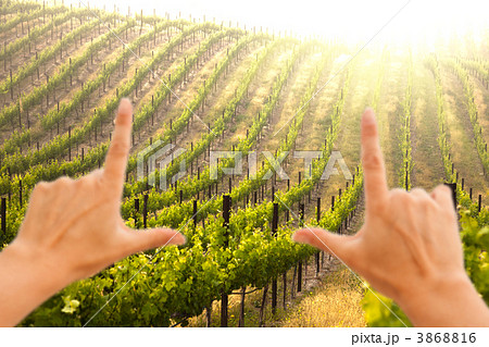 Hands Framing Beautiful Lush Grape Vineyard 3868816