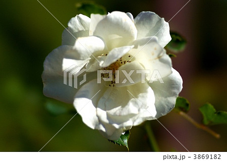 ホワイトマジック 3869182