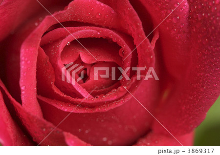 Macro Red Rose Blossom 3869317