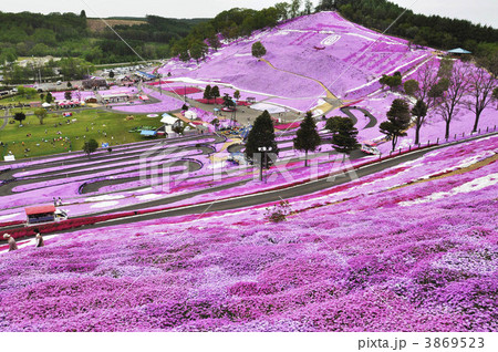 東藻琴の芝桜 東藻琴の芝桜 3869523