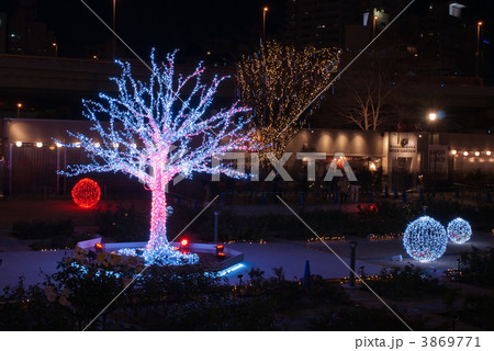 中之島公園バラ園のスノーツリー 3869771