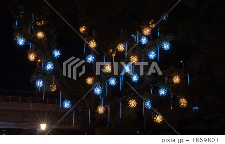 中之島公園バラ園のスノーフォール 3869803