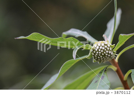 ミツマタの蕾 ミツマタの蕾 3870112