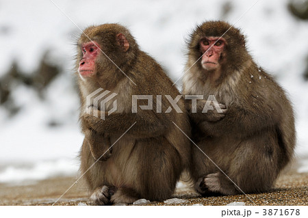 猿 3871678