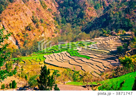 アンナプルナ山系の棚田〜1996年2月（ネパール） 3871747