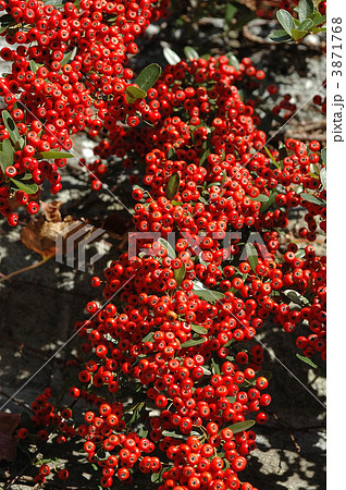 密集するピラカンサの実 3871768