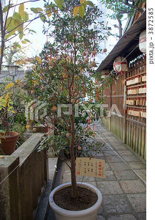 錦天満宮　大願梅 3872585