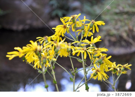 ツワブキの花 3872669