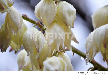 ユッカの花 3872675