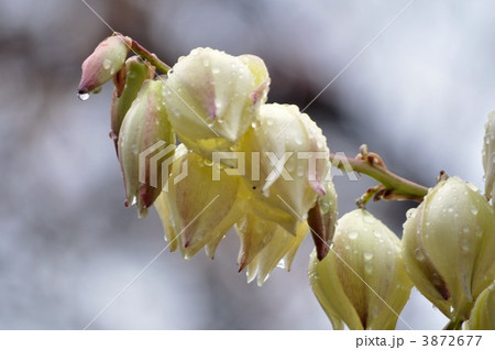 ユッカの花 ユッカの花 3872677
