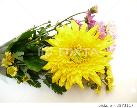 お供え用 菊の花 お供え用 菊の花 3873117