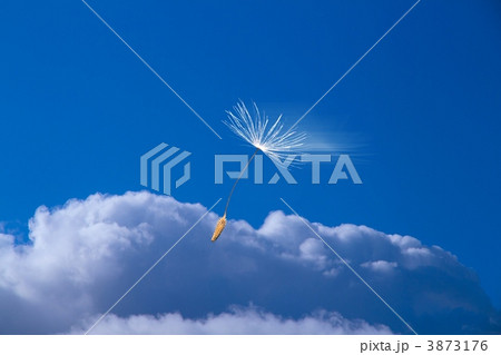 たんぽぽの飛行 3873176