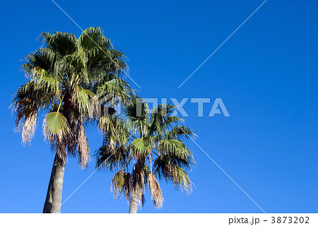 ビロウ並木と空 ビロウ並木と空 3873202