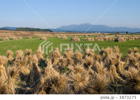 収穫後の田んぼと霧島連山 収穫後の田んぼと霧島連山 3873275