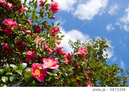 サザンカの花と空 3873306
