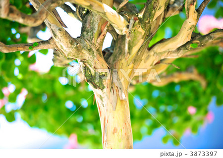 サルスベリの木 3873397