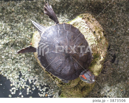 甲羅を干して後ろ足を上げるアカミミガメ 甲羅を干して後ろ足を上げるアカミミガメ 3873506