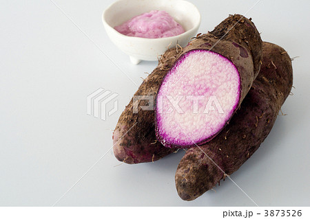紫山芋 3873526